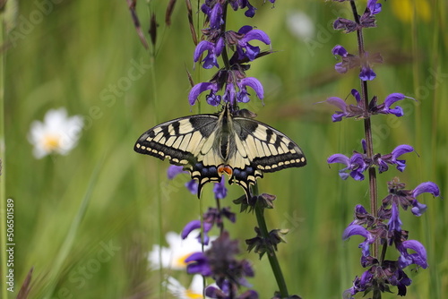 un papillon machaon reposant sur des fleurs violettes dans la nature