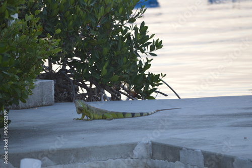 Iguana on beach