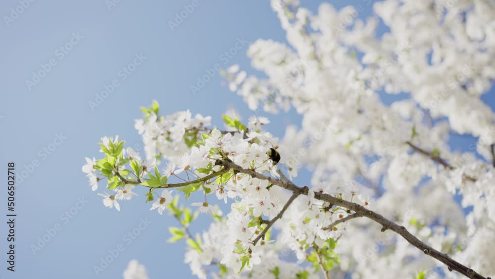 Big bumblebee collects nectar from cherry blossom branches in slow motion against a blue sky on a sunny day Big bumblebee collects nectar from cherry blossom branches in slow motion against a blue sky on a sunny day