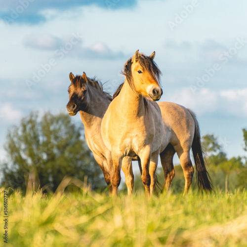 Fototapeta Naklejka Na Ścianę i Meble -  Wild horses in the fields in Wassenaar The Netherlands.