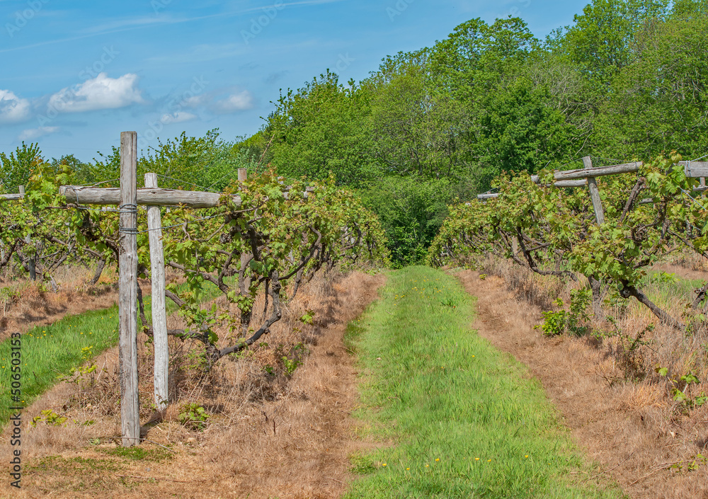 The English Vineyard in Spring The English Vineyard in Spring