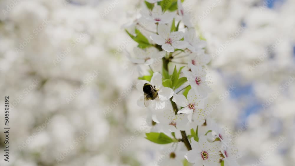 Bumblebee pollinates white cherry flowers in a spring blooming garden in slow motion Bumblebee pollinates white cherry flowers in a spring blooming garden in slow motion