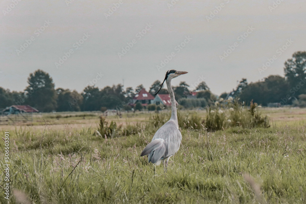 Obraz premium Heron standing in the field.