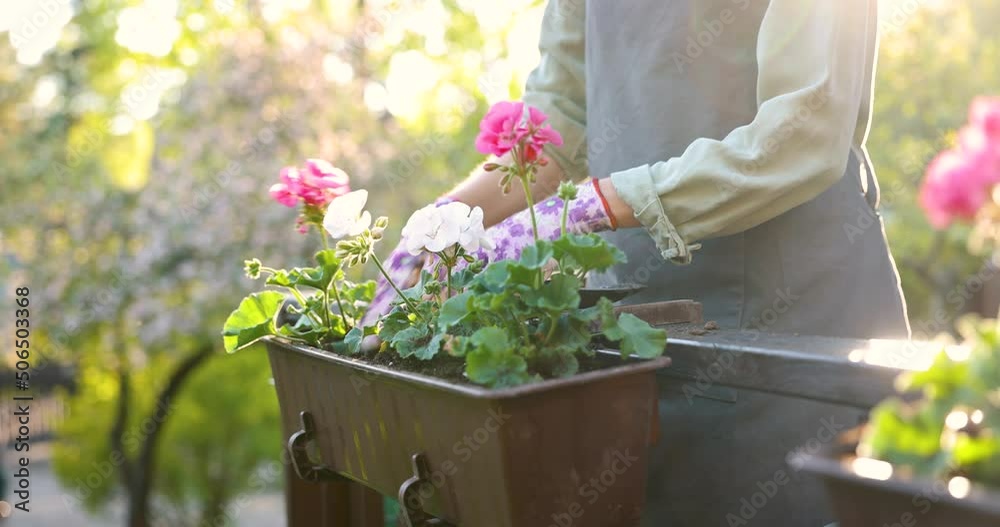 woman planting summer flowers in box on terrace at home garden