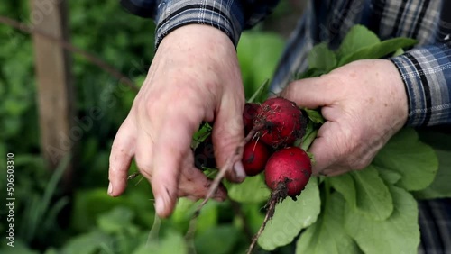 Juicy bunch of farm radishes are held in hands. Fresh, healthy and tasty vegetable for salad, just from the garden, close-up