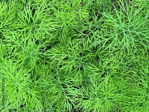 Dill fresh green grass background.