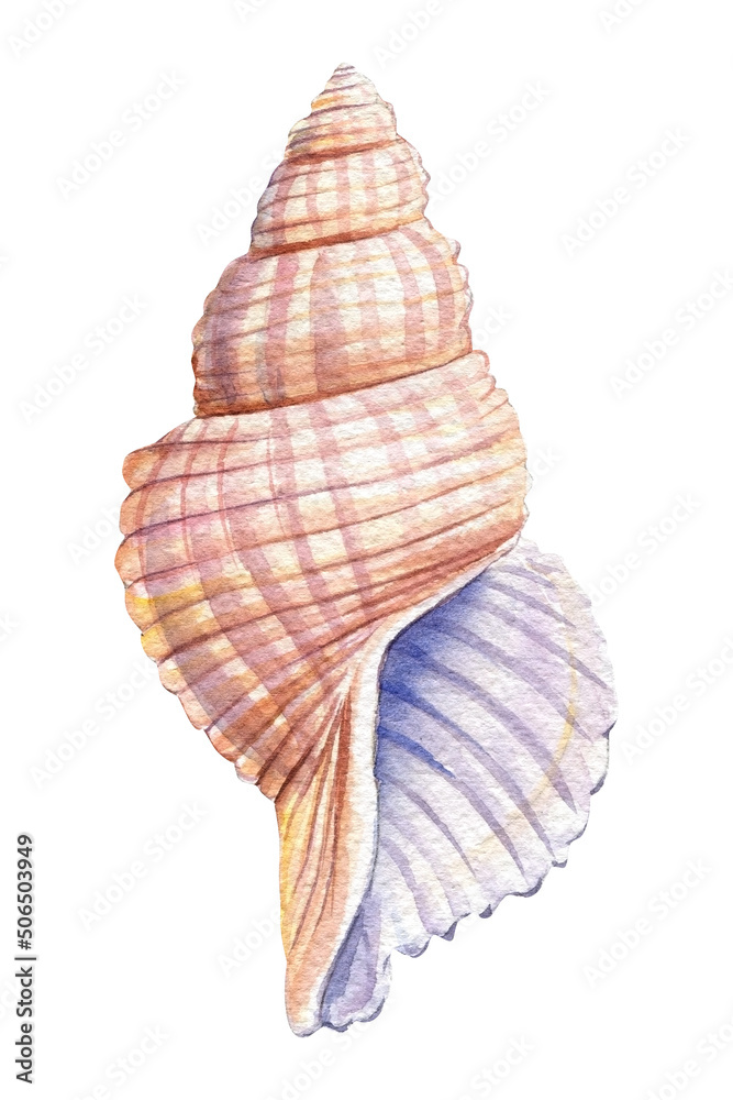 Sea Shell On Isolated White Background Summer Shell Watercolor Illustration Stock イラスト Adobe Stock