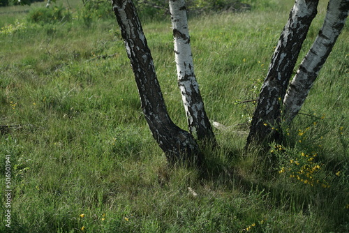 Lichte Heide Landschaft mit Birken und Gras, Weiden und Himmel photo