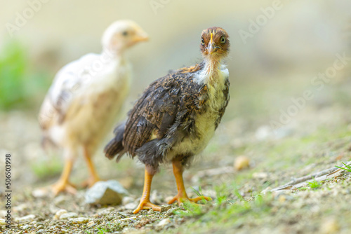 Close-up portrait of a young free-range chick during molt in the summer outdoors	
