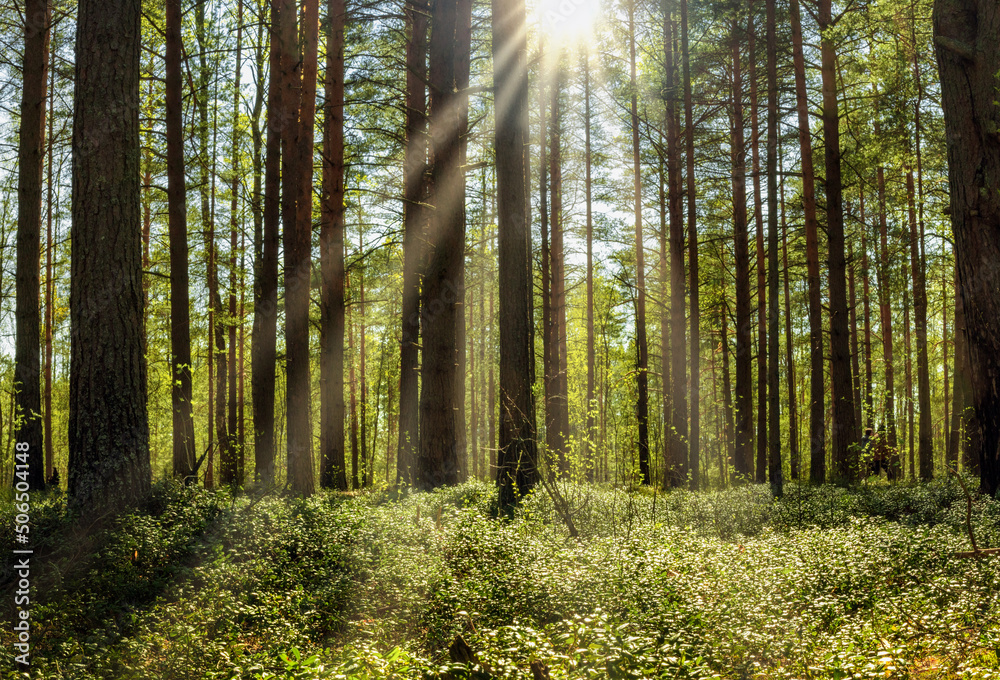 Fototapeta premium beautiful pine forest in spring, sun rays through tree trunks, landscape