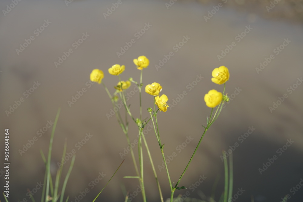 Gelb blühender Hahnenfuß vor einem Tümpel oder am Wegesrand, Ranunculus