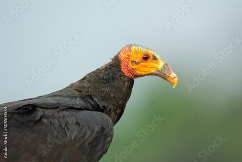 Lesser Yellow-headed Vulture
Cathartes burrovianus
scavenger
 photo