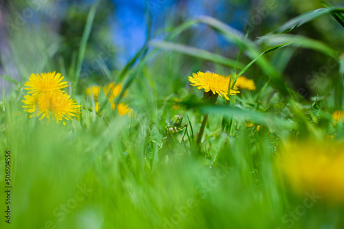 Fototapeta Yellow sow-thistle flower in a green grass meadow, yellow dandelion on green bac