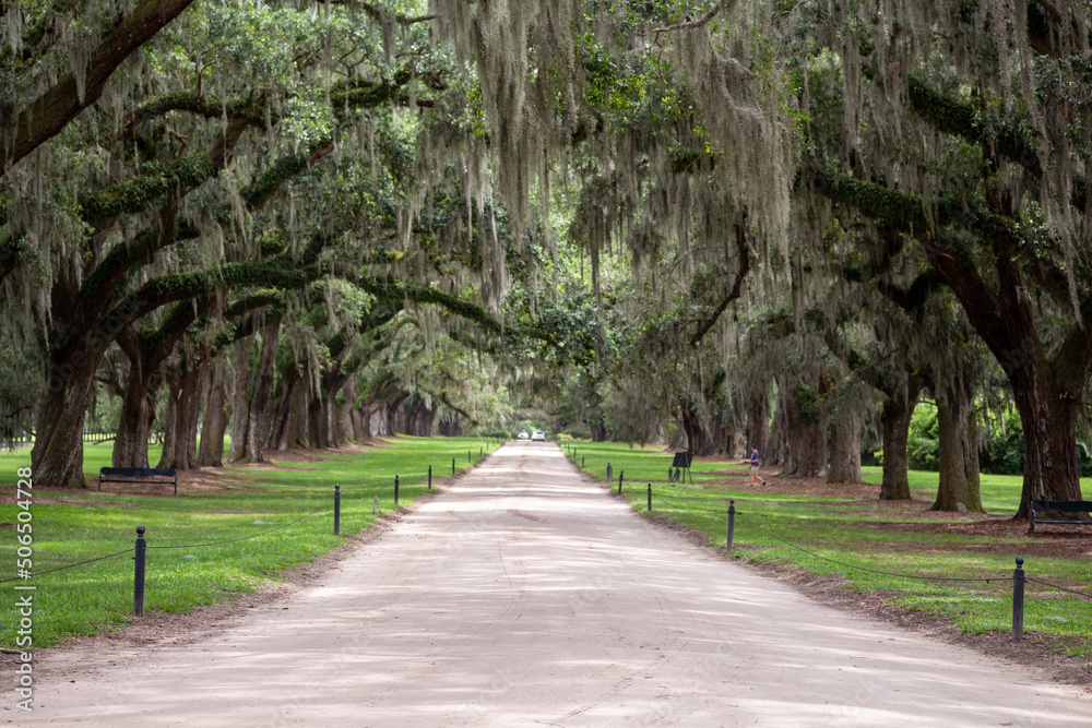 Moss Pathway in Charleston