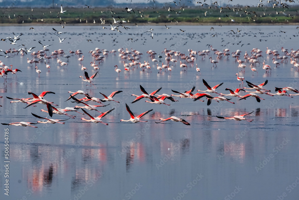 Fototapeta premium Pink big birds Greater Flamingos, Phoenicopterus ruber, in the water