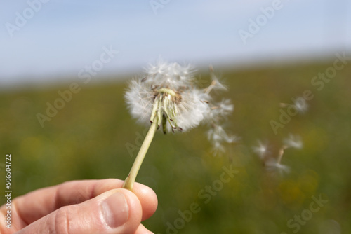 Beautiful close up of a common dandelion