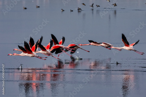 Pink big birds Greater Flamingos, Phoenicopterus ruber, in the water