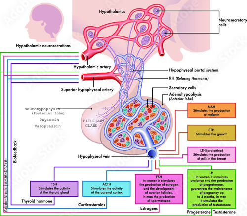 Medical diagram of Pituitary Gland functions. photo