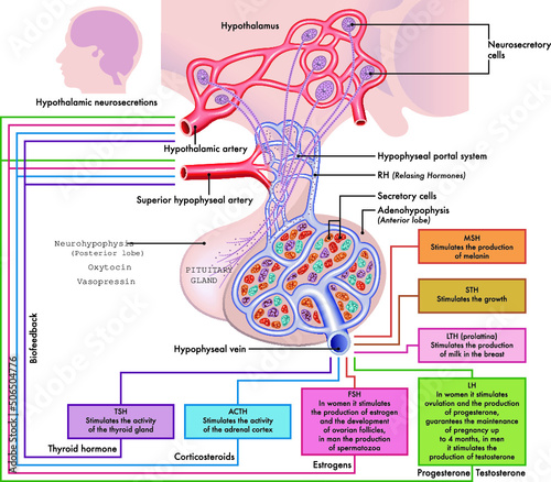 Medical diagram of Pituitary Gland functions.