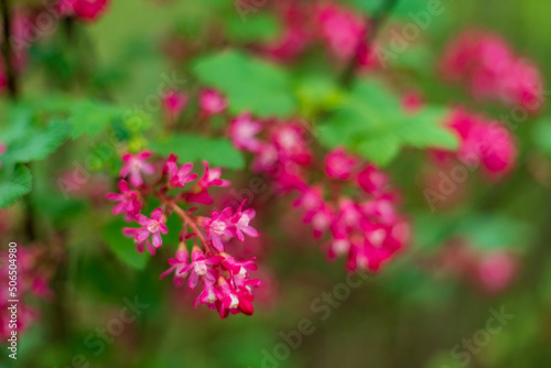 Ribes sanguineum in the garden