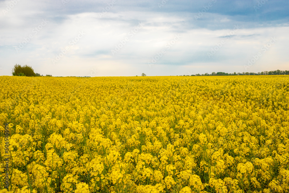 Beautiful rape field with blue sky and clouds.