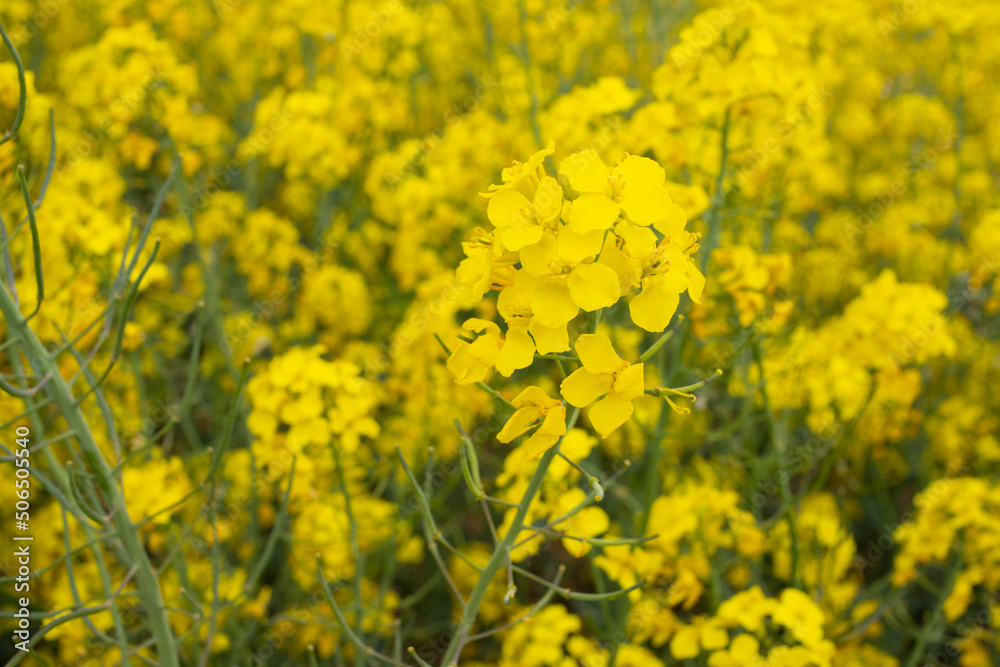 Obraz premium Bright Canola Rapeseed Field at Sunset on a Summer.
