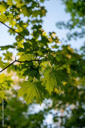Maple leaves shined by evening sun
