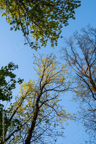 Trees and sky, sunny afternoon