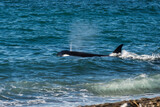Orca hunting sea lions,Peninsula Valdes, Unesco World Heritage Sire, Patagonia Argentina.
