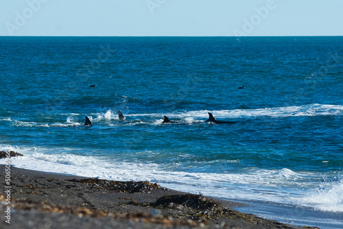 Orca hunting sea lions,Peninsula Valdes, Unesco World Heritage Sire, Patagonia Argentina.