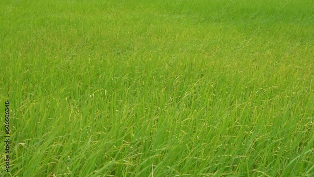 green grass in the wind green grass in the wind