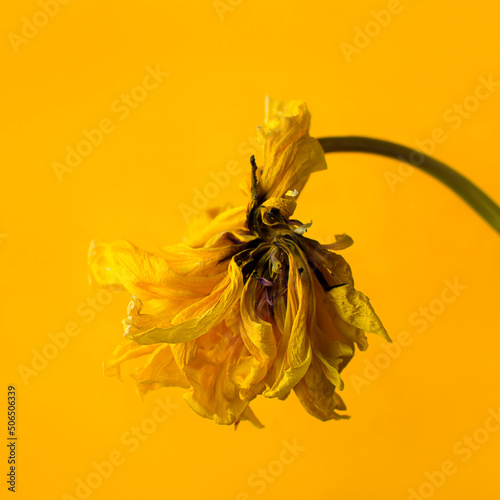 dried flower on yellow background