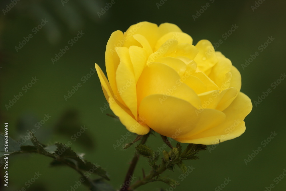 Fototapeta premium yellow rose bud