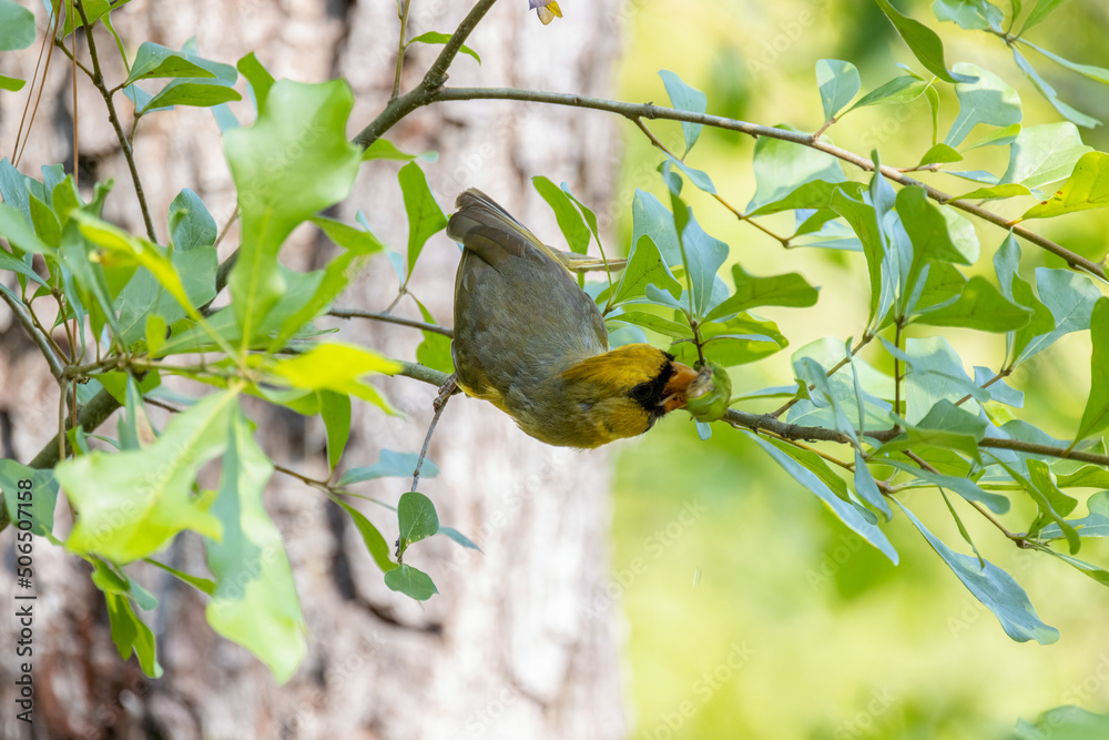 Fototapeta premium Rare Northern Cardinal eating a chrysalis in a forest in Gainesville, Florida.