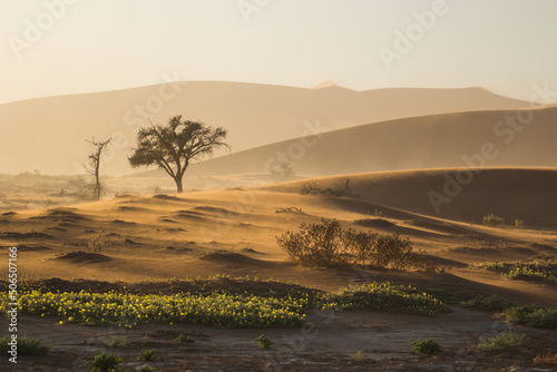 Leinwand Poster Wüste Namibia