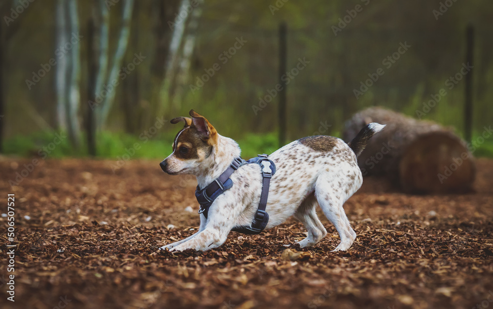 Rat terrier plays on the dog playground. - obrazy, fototapety, plakaty 