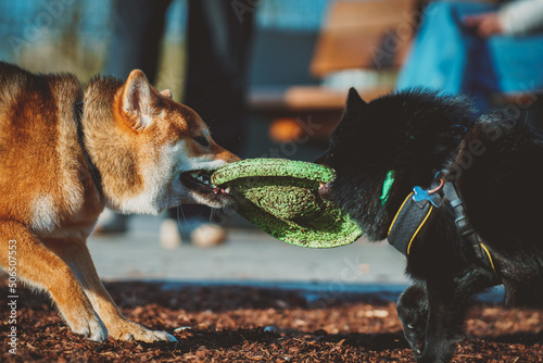 Shiba Inu playing with Schipperke in the dog playground. photo