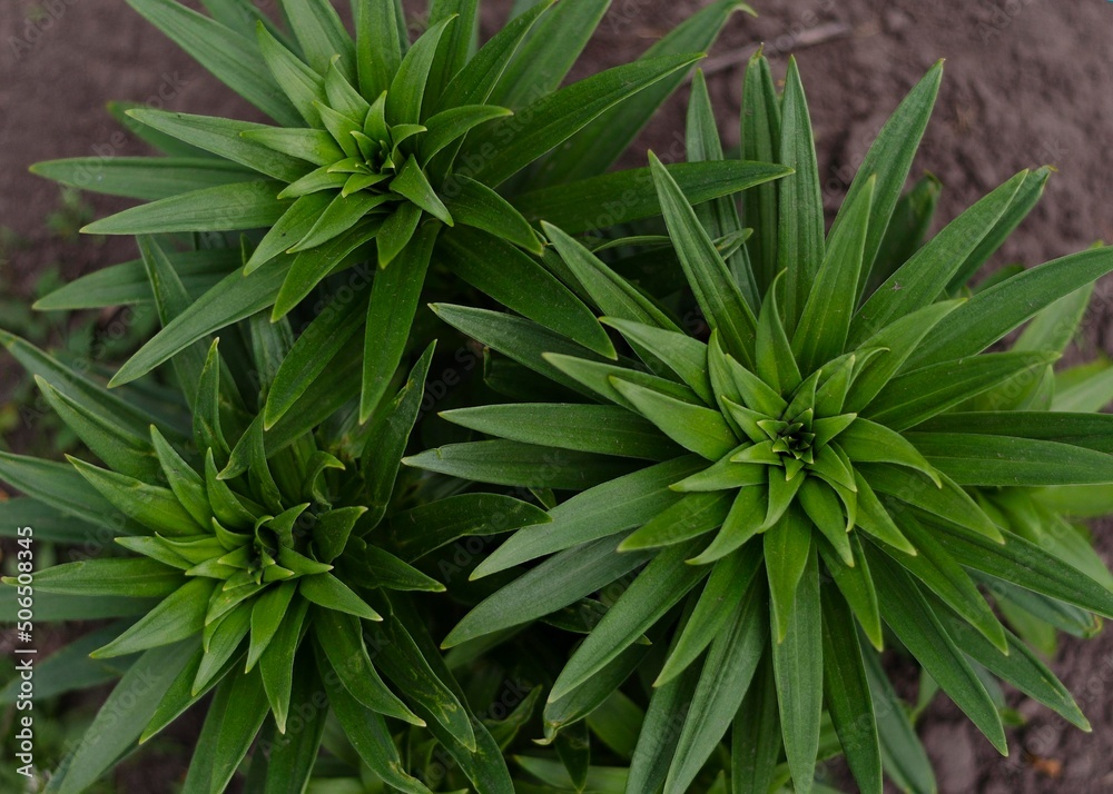 appearance of young lily shoots in spring appearance of young lily shoots in spring