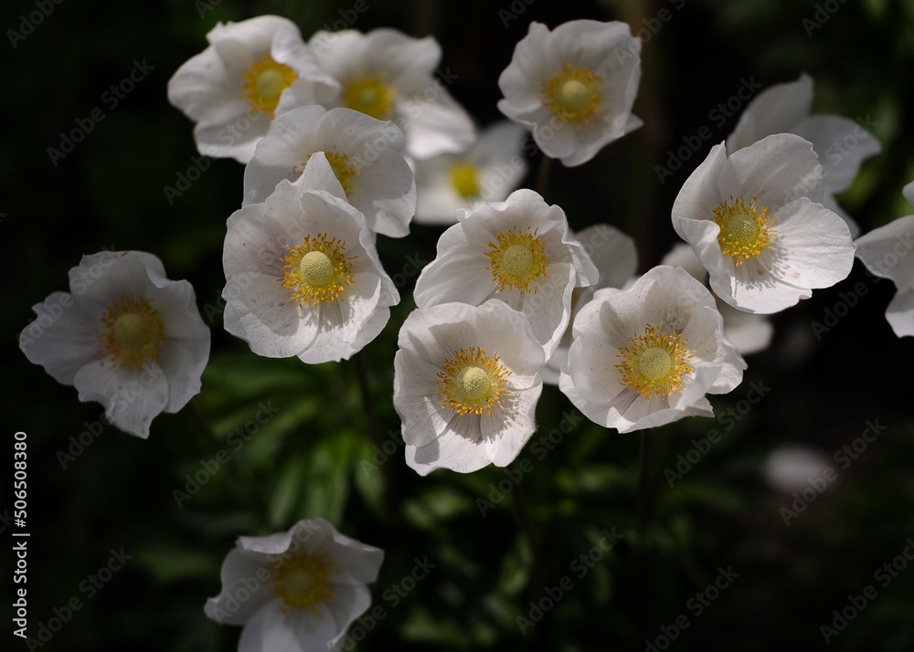 white anemone flowers in the flower garden white anemone flowers in the flower garden
