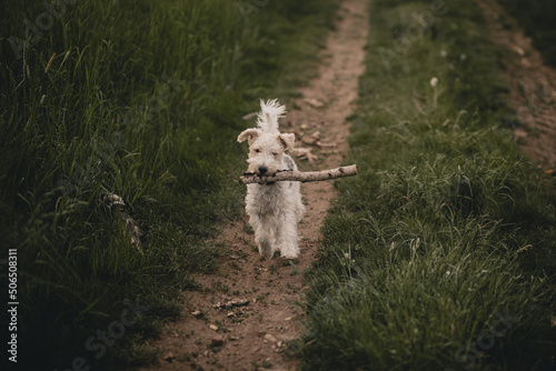 Fototapeta Naklejka Na Ścianę i Meble -  Pies biegający w lesie