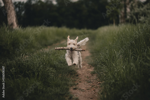 Pies biegaj  cy w lesie