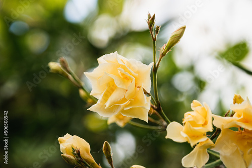 nerium oleander L. Luteum Plenum Apocynaceae