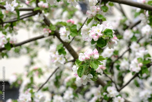 A large apple tree blossoms. Close-up and distant plan.