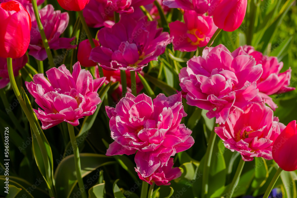 Colorful spring meadow with pink tulip chato flowers - close up. Nature, floral, blooming and gardening concept Colorful spring meadow with pink tulip chato flowers - close up. Nature, floral, blooming and gardening concept
