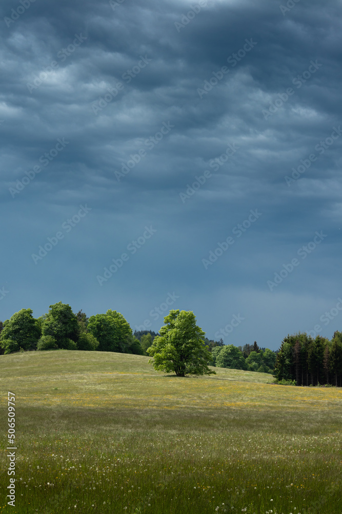 Spring field with tree and heavy clouds on sky, Czechia - Czech Canada
