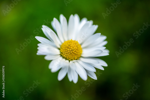 field daisy © zibikortas