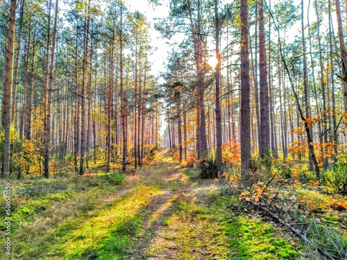 Fototapeta Naklejka Na Ścianę i Meble -  forest
