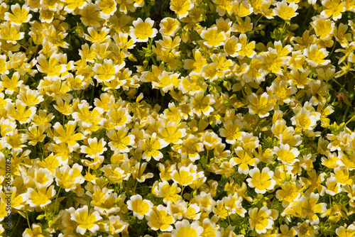 Limnanthes douglasii (poached eggplant). Particularly attractive to bees. photo