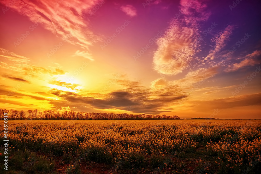 Obraz premium Beautiful fantastic sunset over a yellow flowering field