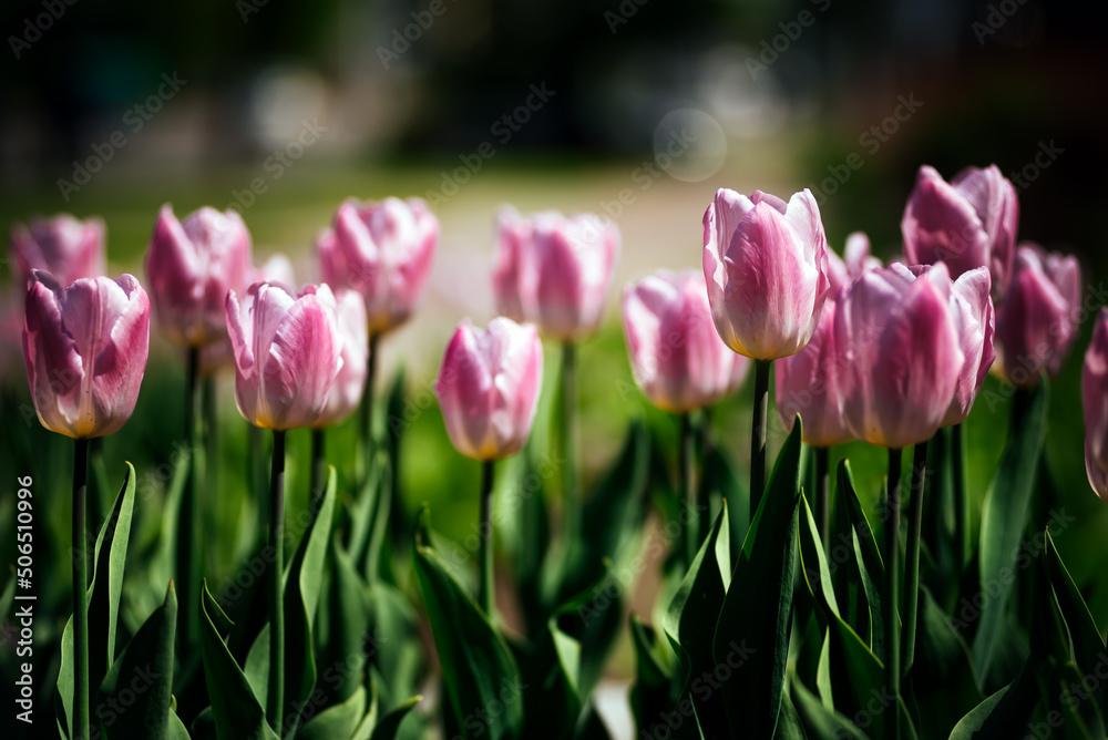 Obraz premium Purple tulips on a sunny summer day. Flowers in the sun. Flora